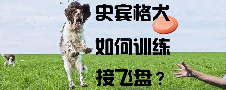 史賓格犬如何訓練接飛盤