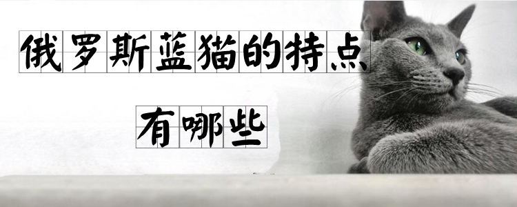 俄羅斯藍貓的特點有哪些