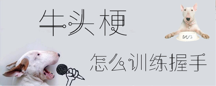 牛頭梗怎么訓練握手