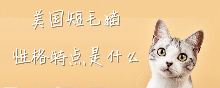 美國短毛貓性格特點是什么