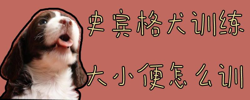 史賓格犬訓練大小便怎么訓