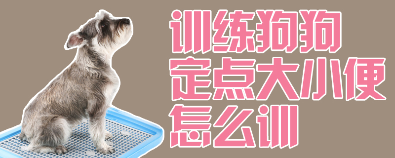 訓練狗狗定點大小便怎么訓