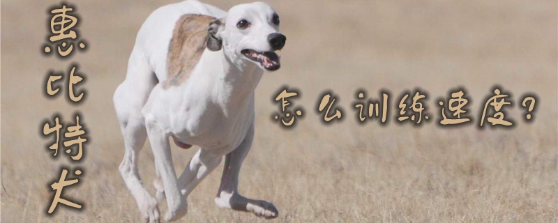 惠比特犬怎么訓練速度