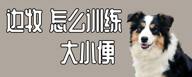 邊牧怎么訓練大小便