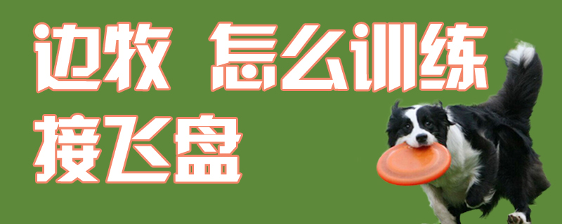 邊牧怎么訓練接飛盤