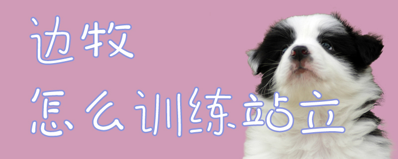 邊牧怎么訓練站立