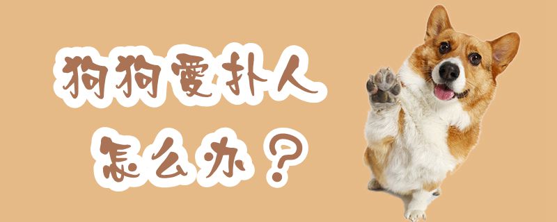 狗狗愛撲人怎么辦