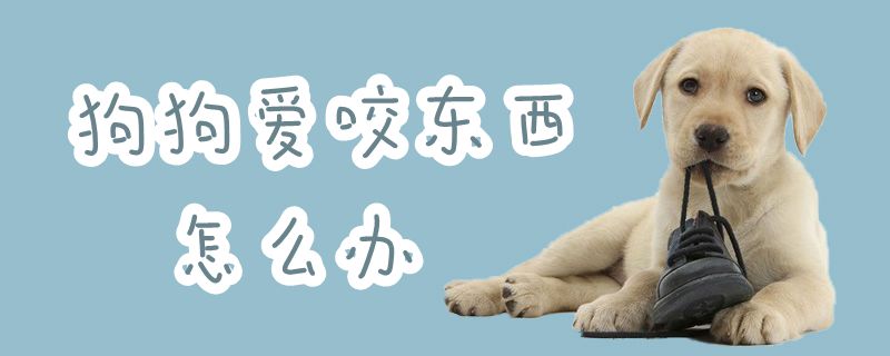 狗狗愛咬東西怎么辦