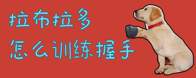 拉布拉多怎么訓練握手