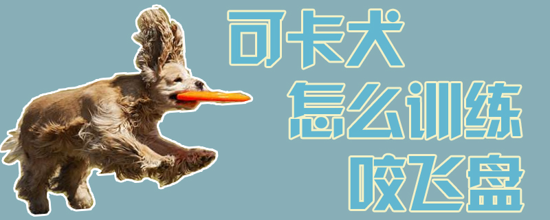 可卡犬怎么訓練咬飛盤