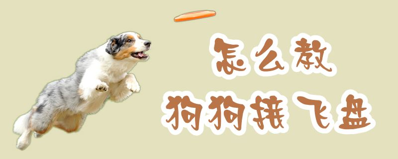 怎么教狗狗接飛盤