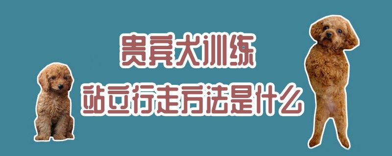 貴賓犬訓練站立行走方法是什么