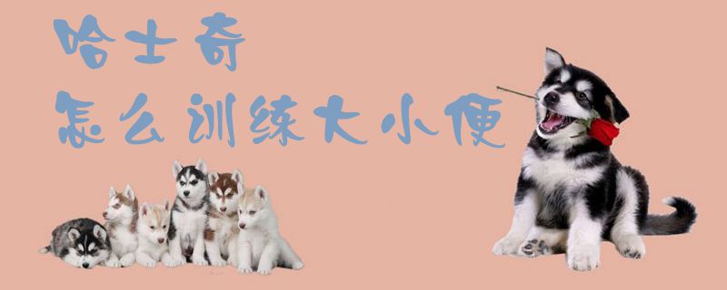 哈士奇怎么訓練大小便1