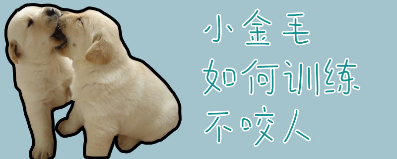 小金毛如何訓練不咬人