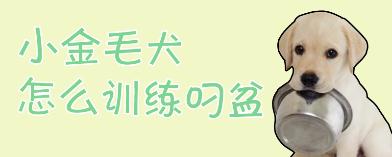 小金毛犬怎么訓練叼盆