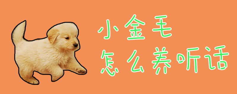 小金毛怎么養(yǎng)聽(tīng)話