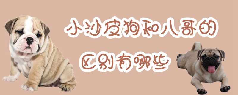 小沙皮狗和八哥的區別有哪些