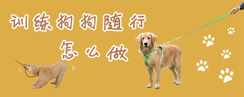 訓練狗狗隨行怎么做