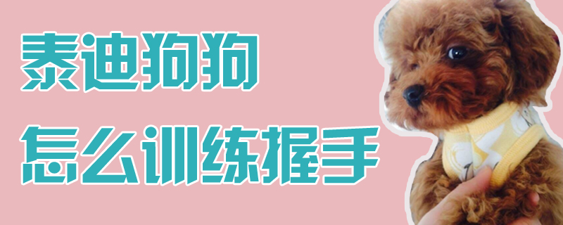 泰迪狗狗怎么訓練握手
