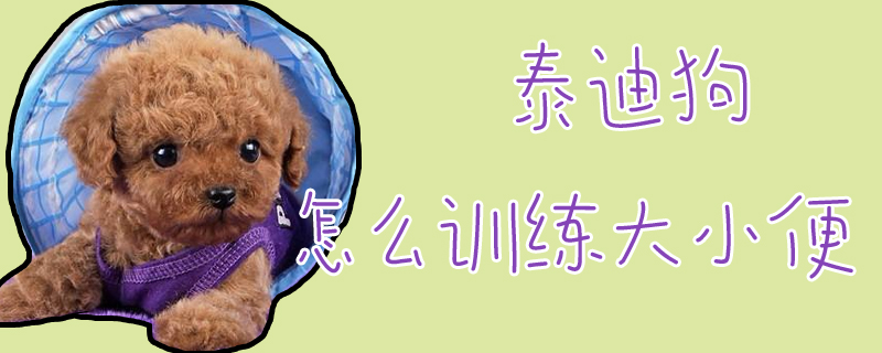 泰迪狗怎么訓練大小便