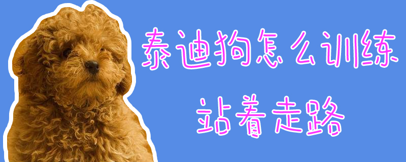 泰迪狗怎么訓(xùn)練站著走路