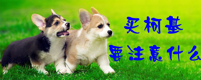 買柯基要注意什么1