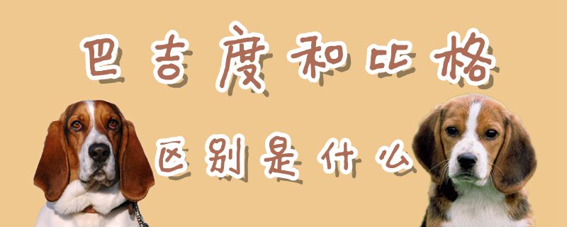 巴吉度和比格區(qū)別是什么