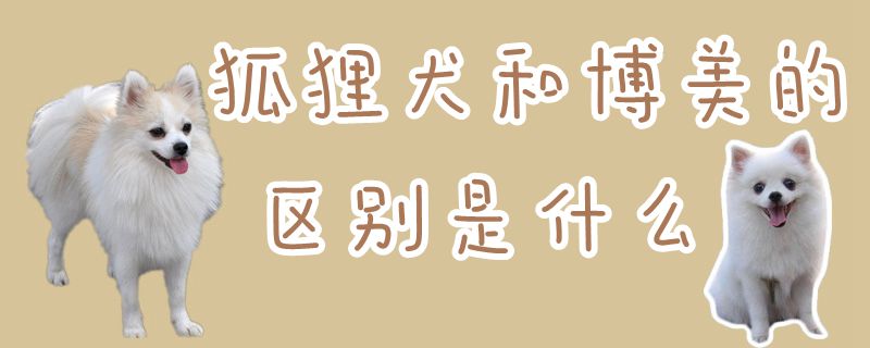 狐貍犬和博美的區別是什么