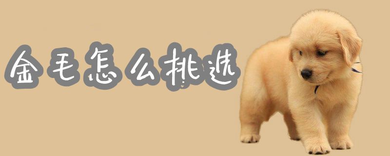 金毛怎么挑選1