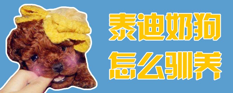 泰迪奶狗怎么馴養