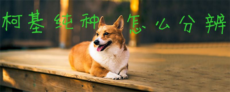 柯基純種怎么分辨1
