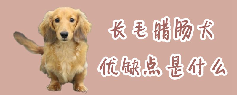 長毛臘腸犬優(yōu)缺點(diǎn)是什么