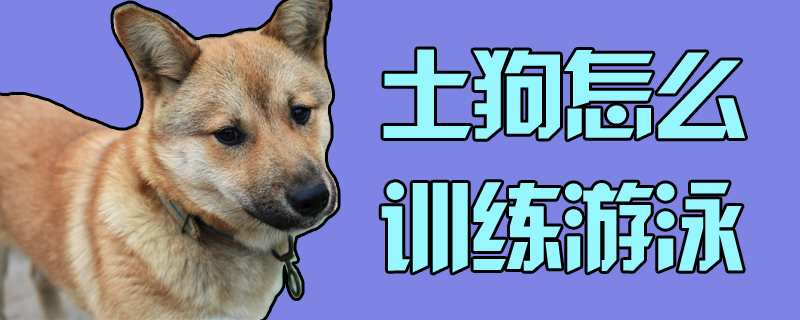 土狗怎么訓練游泳