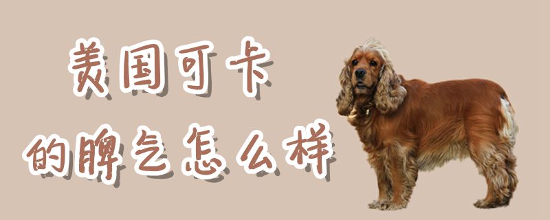 美國可卡的脾氣怎么樣