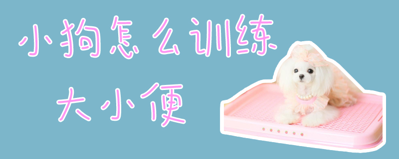 小狗怎么訓練大小便