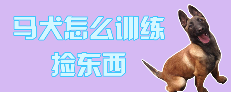 馬犬怎么訓練撿東西