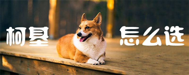 柯基怎么選1