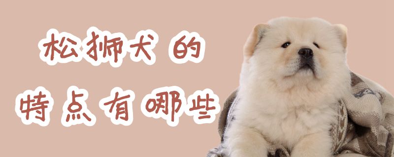 松獅犬的特點有哪些