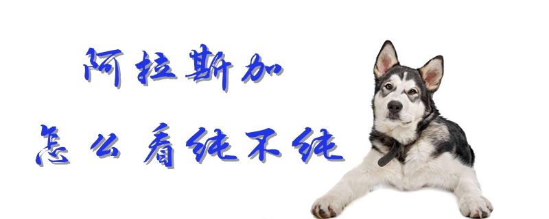 阿拉斯加怎么看純不純