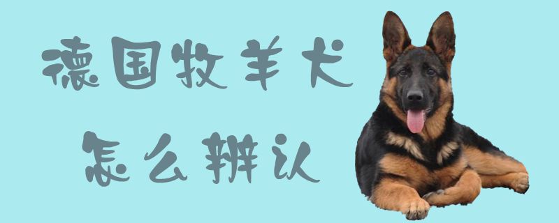 德國牧羊犬怎么辨認1