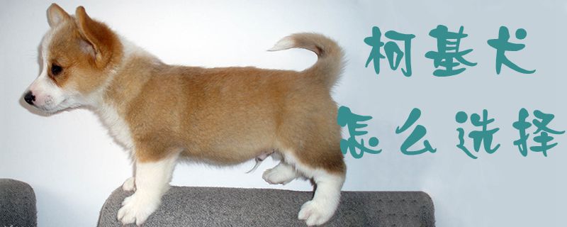 柯基犬怎么選擇1