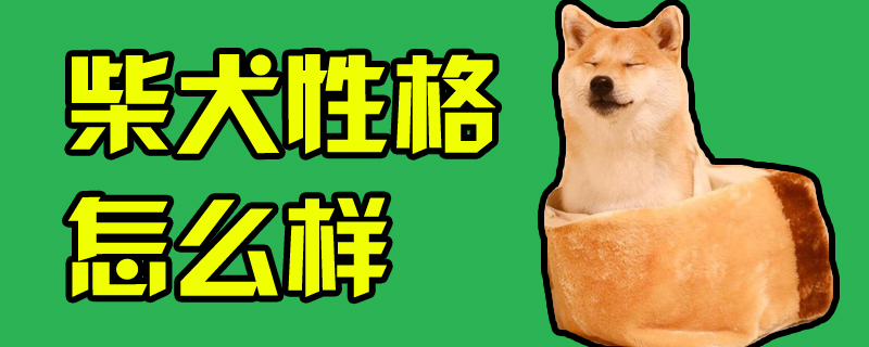 柴犬性格怎么樣