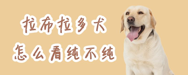 拉布拉多犬怎么看純不純