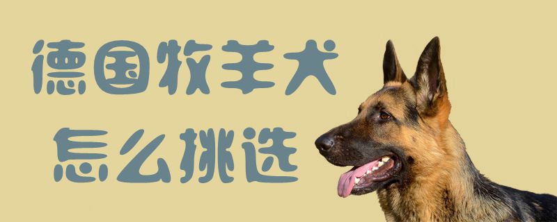 德國牧羊犬怎么挑選1
