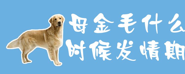 母金毛什么時候發(fā)情期1
