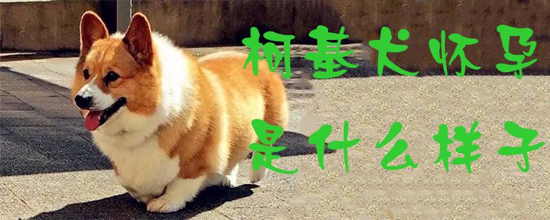 柯基犬懷孕是什么樣子1