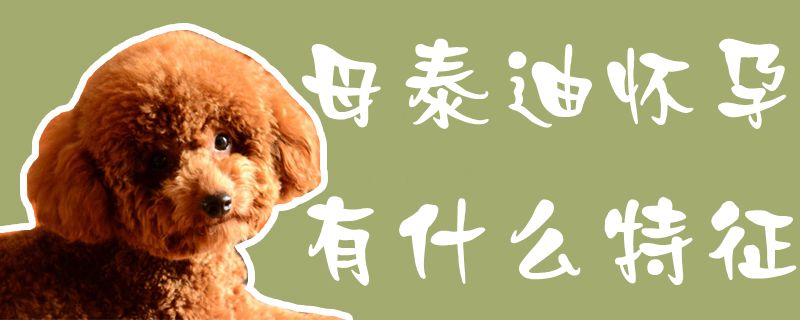 母泰迪懷孕有什么特征1