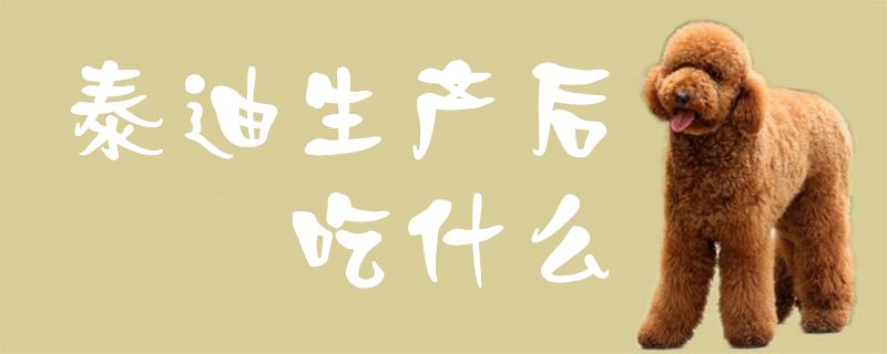 泰迪生產(chǎn)后吃什么1