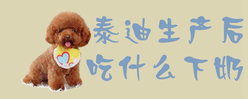 泰迪生產后吃什么下奶1