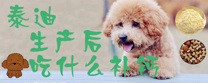 泰迪生產(chǎn)后吃什么補鈣1